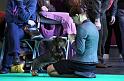 Crufts_dachshunds 401